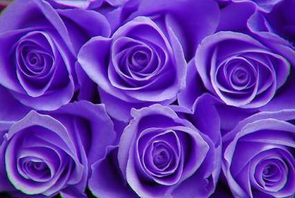 purple-roses-4